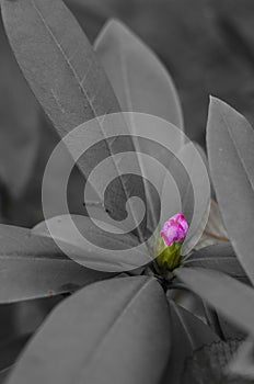 New Rhododendron bud color on black and white