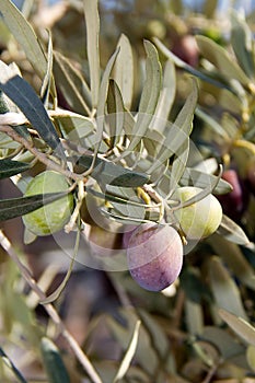 New ripening olives