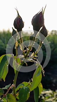 New rose buds and guttation on flowers