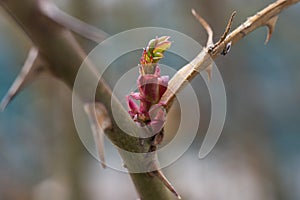 New rose bush leaves growing in spring. growing rose tree