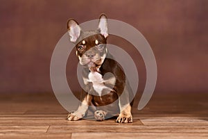 New Schade Mocca Orange Tan colored French Bulldog puppy