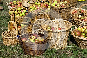 New season apples