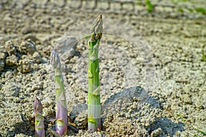 New season of green asparagus, field with growing green asparagus vegetable