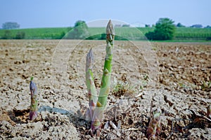 New season of green asparagus, field with growing green asparagus vegetable