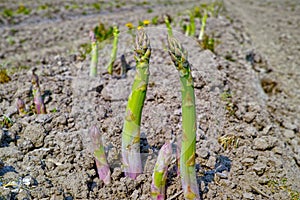 Nuovo stagione da verde asparago crescente verde asparago verdura 