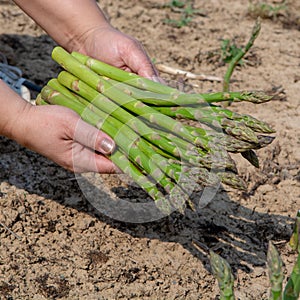 New season of green asparagus, harvest on field with growing green asparagus vegetable