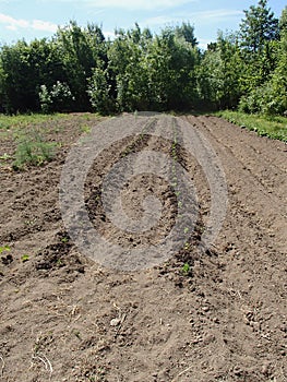 New Seedlings in a Cultivated Organic Land