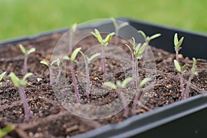 New seedlings ready for the spring garden