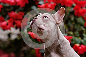 New Shade Isabella French Bulldog dog with very light blue eyes in front of flowers