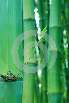 New shoot of bamboo photo