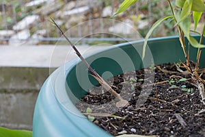 A new shoot on the bamboo that growing in the pot - How to grow bamboo concept
