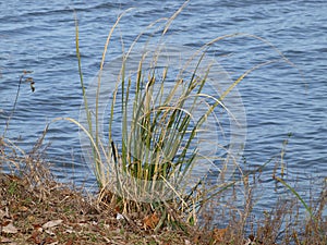 A New Shoot of Reeds Appears Along a Lakeshore