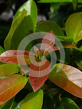 new shoots of avocado plant leaves