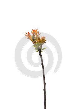 The new shoots of this branch change in color from grass green to orange red.