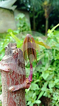 New shoots of cassava leaves grow on stem Right side