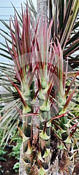 new shoots of Dracaena marginata or Dracaena reflexa var. angustifolia full