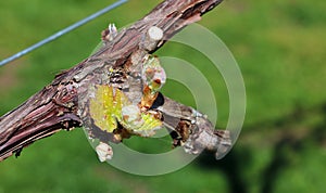 New shoots on a grape vine.