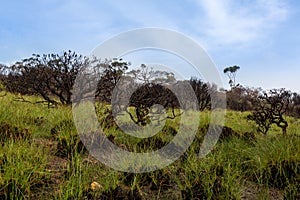 New shoots of green grass rise from an ashen burnt landscape