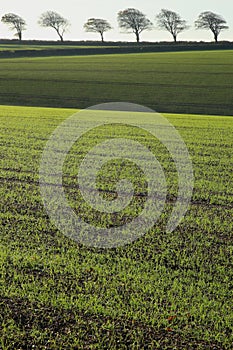 Landscape in East Devon