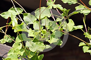 New Shoots of the Sling Butcher Fallopia baldschuanica