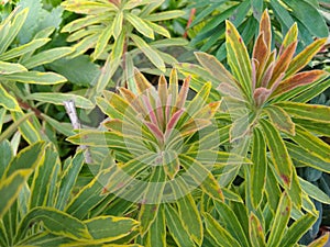 Euphorbia x martinii `Ascot Rainbow` photo