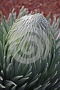 New Silversword flower in Maui Hawaii