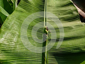 This is a new small banana leaf close-up shot in the daytime