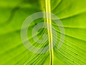 This is a new small banana leaf close-up shot in the daytime