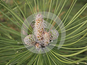 New small cones among light green long needles at the ends of spruce branches. Growing Christmas trees for Christmas and