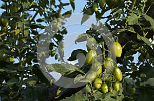 New Small Green Tomatoes Against Blue Sky