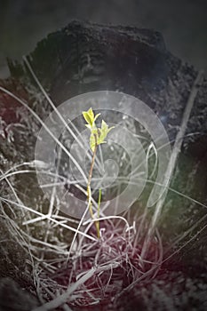 New small green tree life growing out of dead old stump