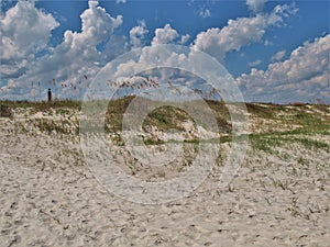 New Smyrna Beach Dunes and Sky