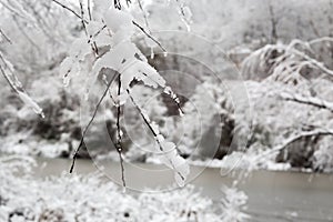 New snow fall in winter forest