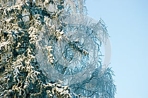 New snow on fir tree branches, early winter morning, blue sky