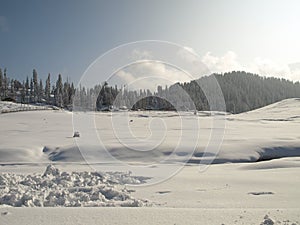New snow from Gulmarg Kashmir India with pine tree photo