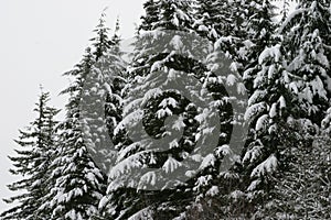 New Snow in Mount Hood national forest area in Oregon