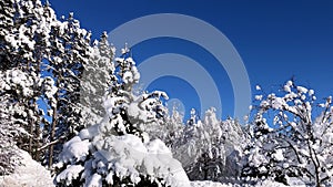 New snow on trees with clear blue sky in the background