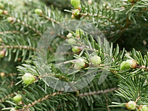 New soft light green needles on the ends of spruce branches. Growing Christmas trees for Christmas and New Year