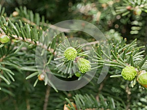 New soft light green needles on the ends of spruce branches. Growing Christmas trees for Christmas and New Year