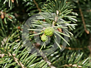 New soft light green needles on the ends of spruce branches. Growing Christmas trees for Christmas and New Year