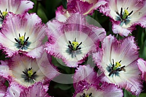 New sort of tulip Color Fusion. Top view, Keukenhof, Netherlands