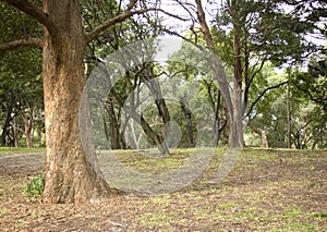 New South Wales forest