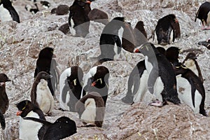 new southern Rockhopper penguin colony