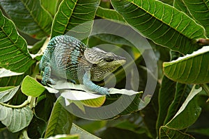 Montagne Ambre Chameleon photo