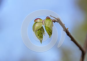 New spring buds and leafs on a branch of tree