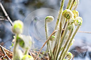 New spring fern growth at Burr pond torrington connecticut photo