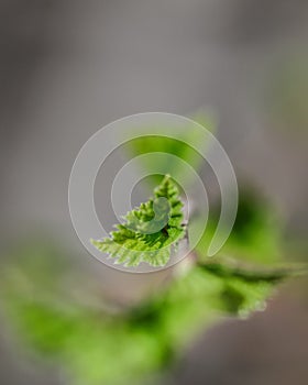 New spring fresh leaves and branches background