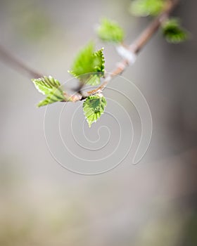 New spring fresh leaves and branches background