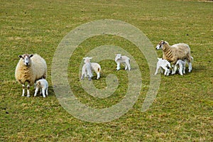 New Spring Lambs