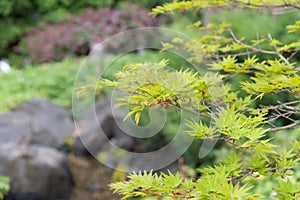 New spring leaves on branches of Japanese maple tree with garden in background